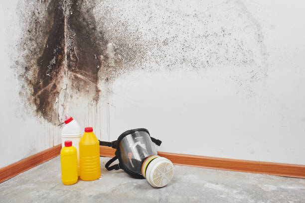 Best Same-Day Mold Removal  in Hill City, KS