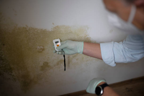 Best Emergency Mold Removal  in Hill City, KS