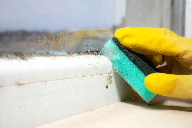 Best Affordable Mold Removal  in Hill City, KS