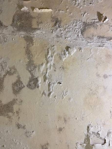 Best Mold Damage Repair  in Hill City, KS