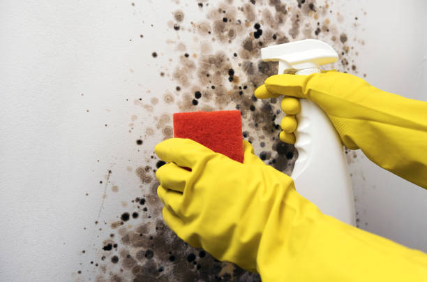 Best Home Mold Removal  in Hill City, KS