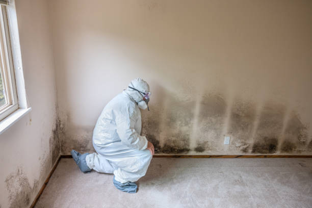 Best Attic Mold Removal  in Hill City, KS