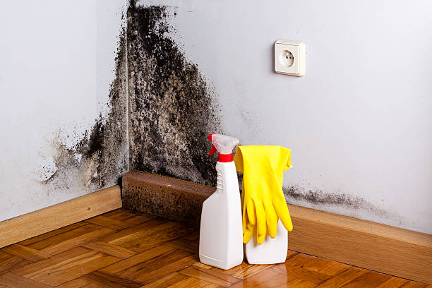 Best Certified Mold Removal  in Hill City, KS