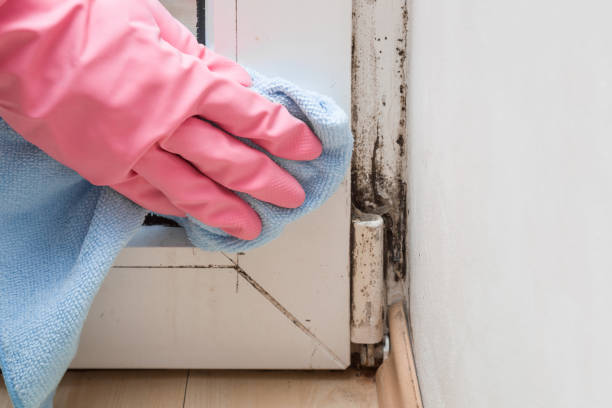 Best Mold Cleaning Services  in Hill City, KS